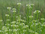 Little White Spring Flowers