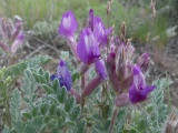 Fuzzy Leaves and Purple Flowers