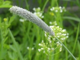 Bending Grass Stalk