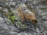 Underwater Plants and Rocks