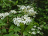 Clusters of White Flowers