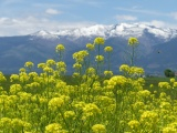 Mustards and Mountains