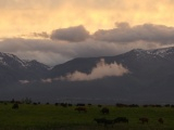 Cattle at Sunset