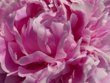 Pink Peony Petals II