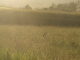 Bird on a Barbed Wire Fence