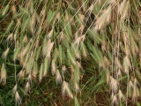 Multicolor Grasses