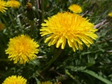 Dandelions