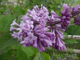 Spring Lilacs