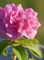 Pink Petals and Green Leaves