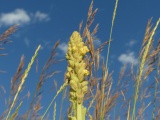 Mullein among the Grasses