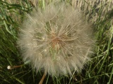 July Goatsbeard