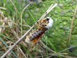 Colorful Moth