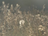 Backlit Seeds