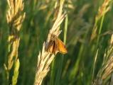 Butterfly on Grass