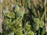 Spiky Green Balls