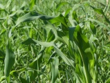 Emerald Leaves