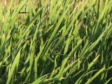 Cattail Leaves