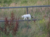 Feline Freeway