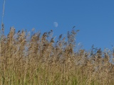 Moon over August Grasses