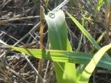 Waterdrop on Corn Leaf
