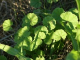 Sun Dappled Mallow