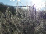 Silvery Feathered Plants