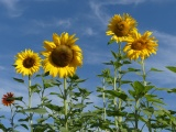 Five Sunflowers