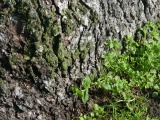 Greenery at the Base of a Tree