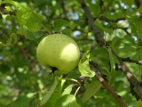 Small Apple