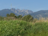 Grasses below the Bitterroots