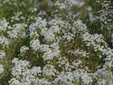 Sweet Alyssum