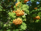 Orange Berries