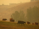 Orange Sky and Cows