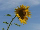 Sunflower in Victor