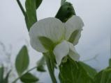 White Pea Flower