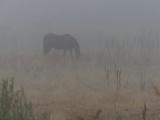 Horse in the Fog