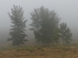 Trees and Flowers in the Fog