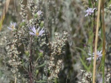 Assortment of Plant Textures