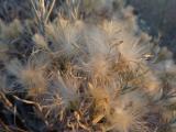 Fluffy Plant Textures