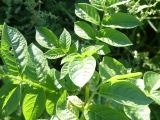 Potato Plant in the Sun