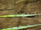 Water Strider Convention