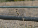 Singing on a Fence Rail