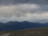 Distant Cows under Gray Skies
