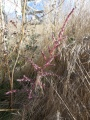 Single Tumbleweed