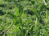 Pea Pods in October