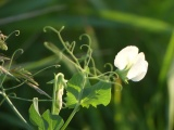 Pea Tendrils