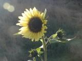 Sunflower in October