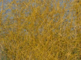 Yellow Tangle