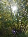 Sunlight through the Willow