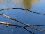 Branches over Water